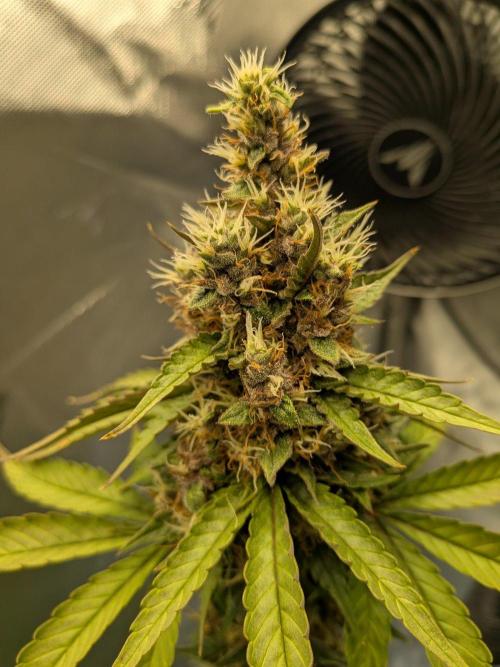Dark Lemonade 🍋 Auto. Week 10