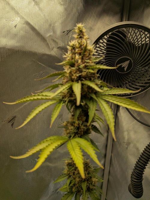 Dark Lemonade 🍋 Auto. Week 10
