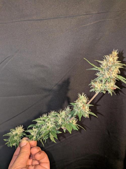 Dark Lemonade 🍋 Auto. Week 10