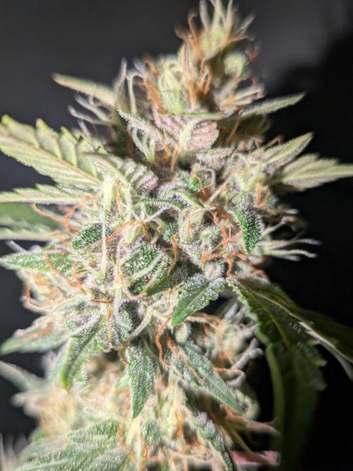 Dark Lemonade 🍋 Auto. Week 10