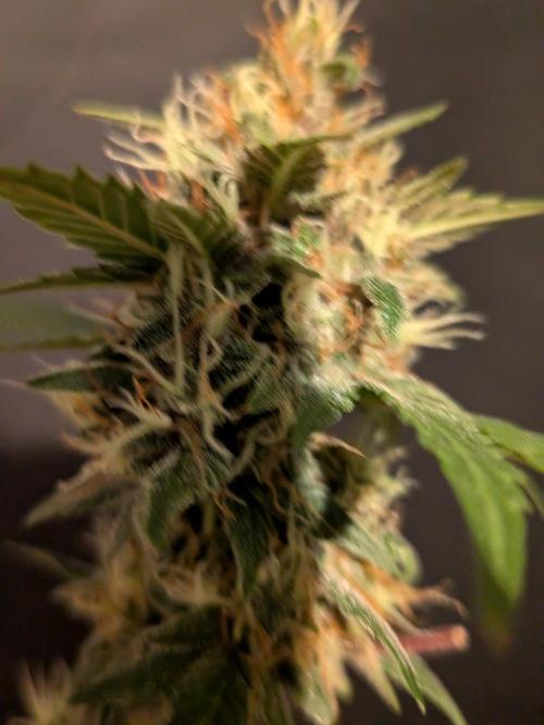 Dark Lemonade 🍋 Auto. Week 10
