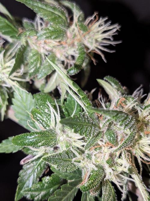 Dark Lemonade 🍋 Auto. Week 10