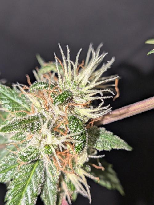Dark Lemonade 🍋 Auto. Week 10