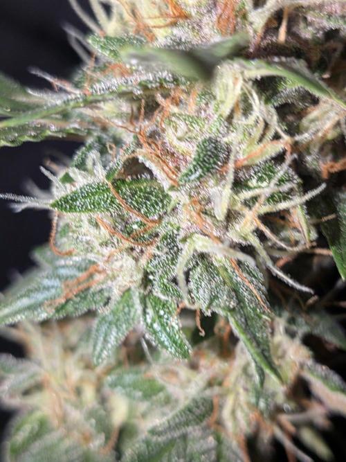 Dark Lemonade 🍋 Auto. Week 10