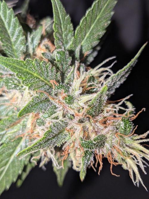Dark Lemonade 🍋 Auto. Week 10