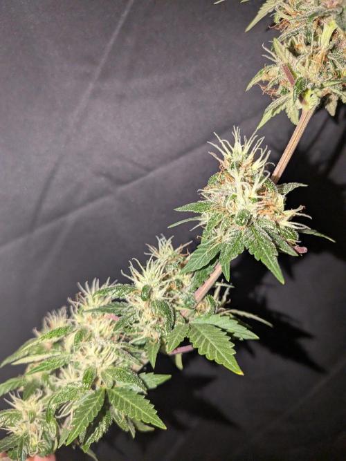 Dark Lemonade 🍋 Auto. Week 10
