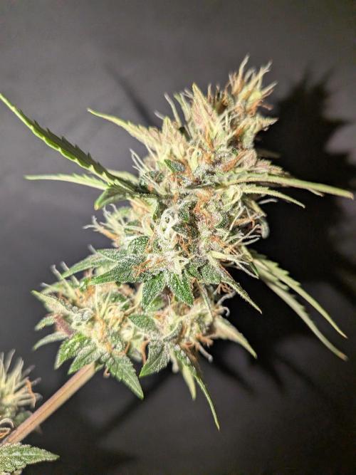Dark Lemonade 🍋 Auto. Week 10