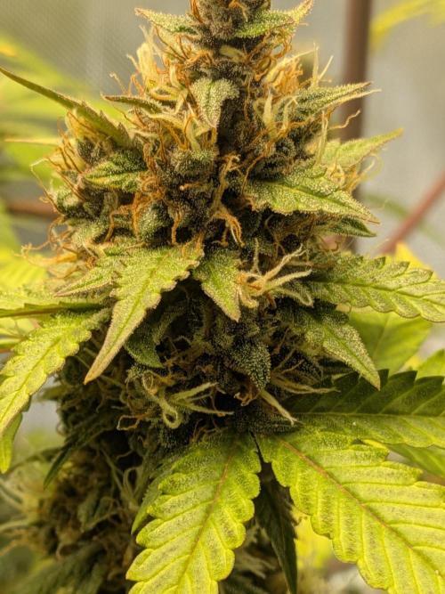 Dark Lemonade 🍋 Auto. Week 11