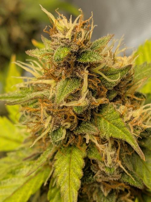 Dark Lemonade 🍋 Auto. Week 11