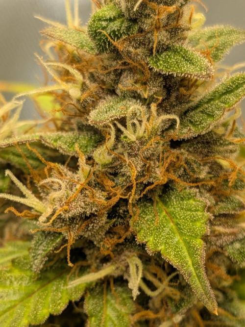 Dark Lemonade 🍋 Auto. Week 11