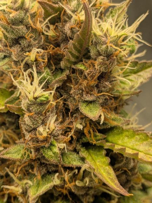 Dark Lemonade 🍋 Auto. Week 11
