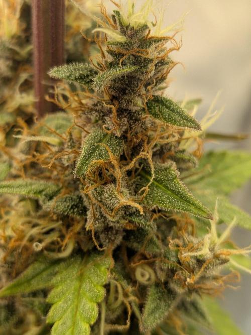 Dark Lemonade 🍋 Auto. Week 11