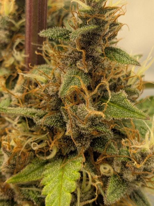 Dark Lemonade 🍋 Auto. Week 11