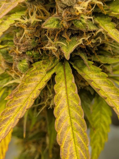 Dark Lemonade 🍋 Auto. Week 11