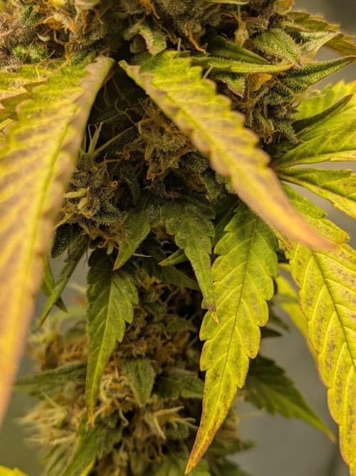 Dark Lemonade 🍋 Auto. Week 11