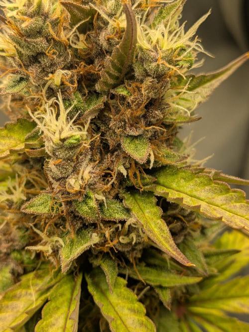 Dark Lemonade 🍋 Auto. Week 11