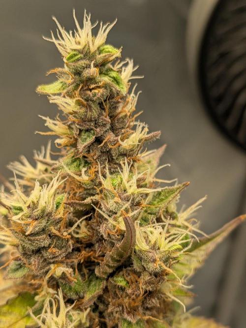 Dark Lemonade 🍋 Auto. Week 11