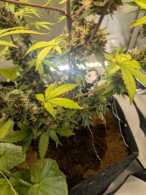 Dark Lemonade 🍋 Auto. Week 11