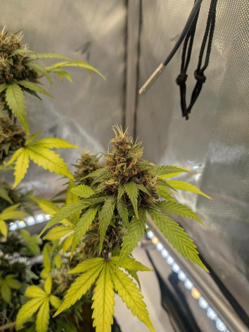 Dark Lemonade 🍋 Auto. Week 11