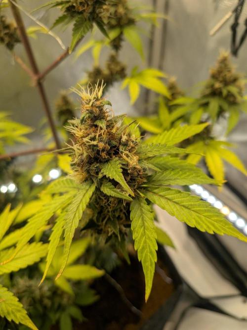 Dark Lemonade 🍋 Auto. Week 11