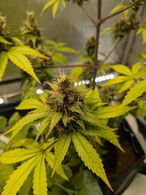 Dark Lemonade 🍋 Auto. Week 11