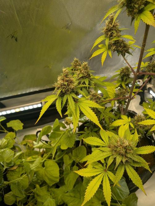 Dark Lemonade 🍋 Auto. Week 11