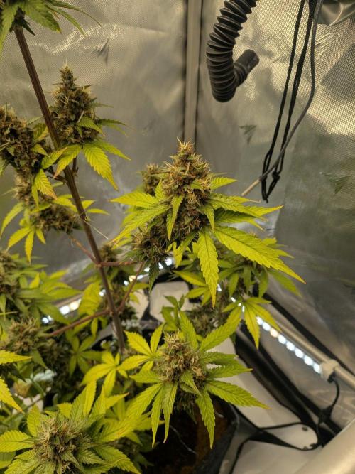 Dark Lemonade 🍋 Auto. Week 11