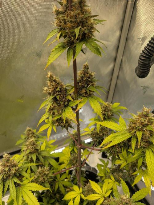Dark Lemonade 🍋 Auto. Week 11