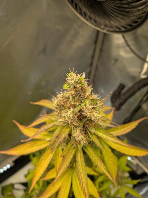 Dark Lemonade 🍋 Auto. Week 11
