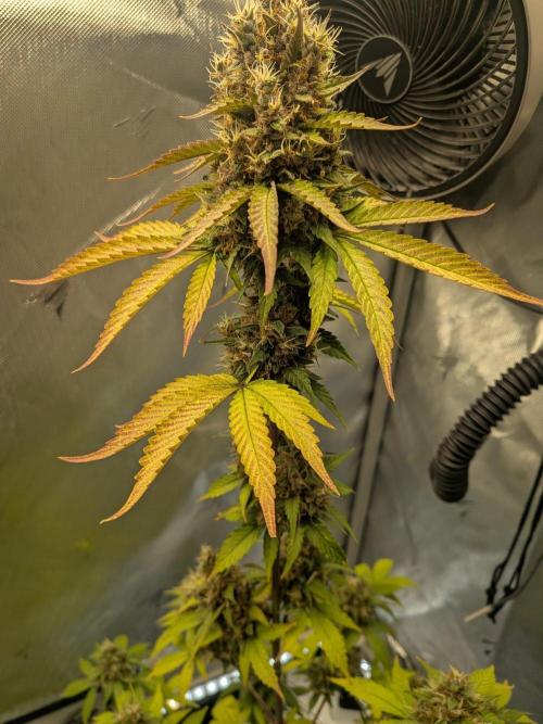 Dark Lemonade 🍋 Auto. Week 11
