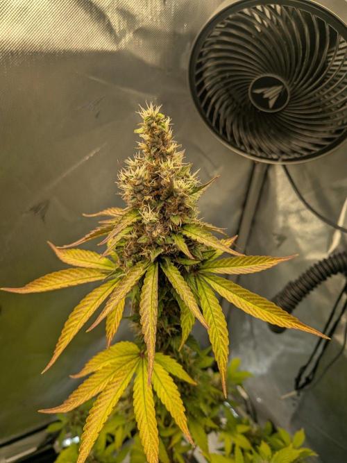 Dark Lemonade 🍋 Auto. Week 11