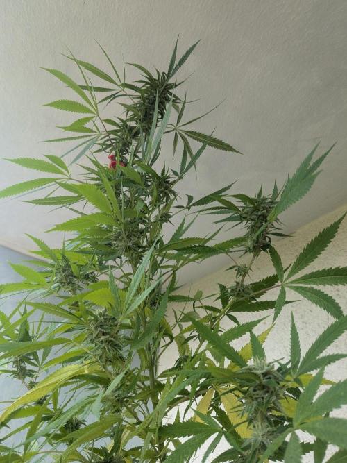 RS11(C) | GanjaFarmer. Week 27