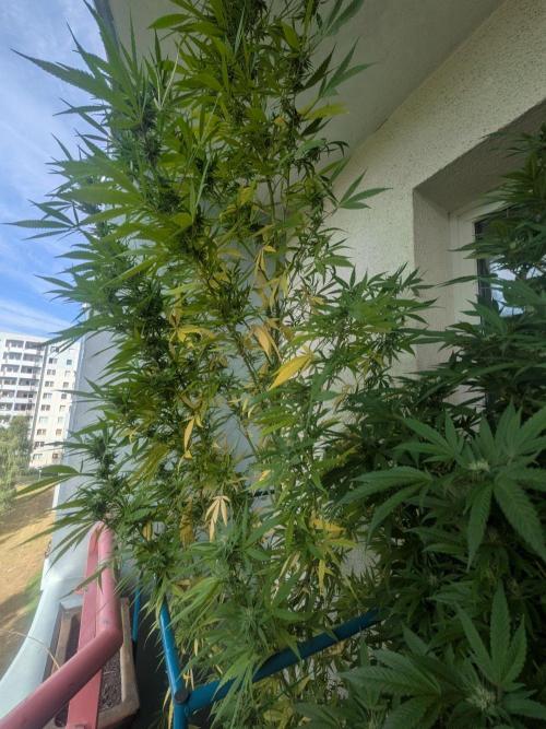 RS11 (Rainbow Sherbet 11). Week 27