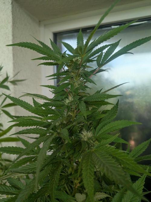 RS11(B) | GanjaFarmer. Week 27