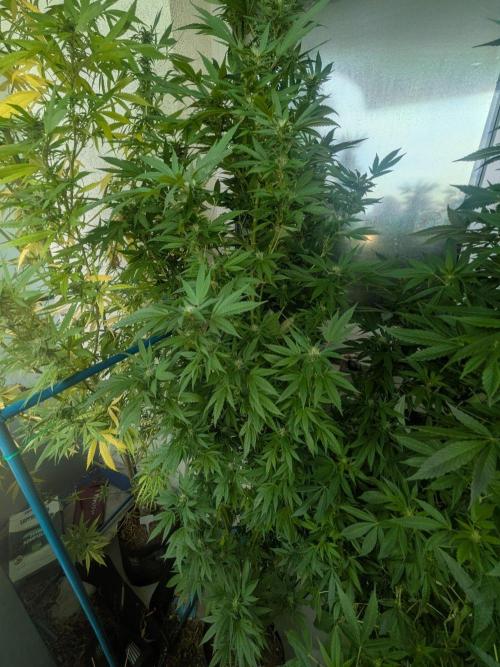 Cocos Premium. Week 27