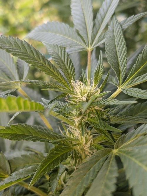 Khalifa Kush | outdoor 2026. Week 28