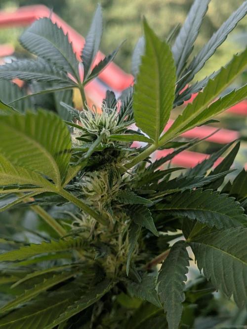 Khalifa Kush | outdoor 2026. Week 28