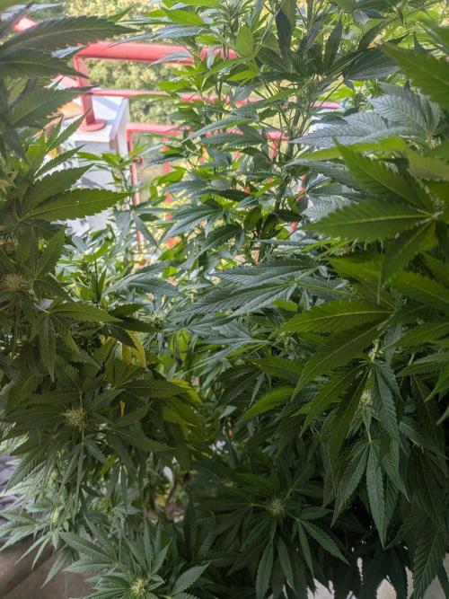 Khalifa Kush | outdoor 2026. Week 28