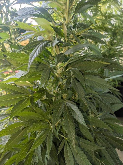 Khalifa Kush | outdoor 2026. Week 28