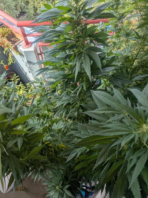Khalifa Kush | outdoor 2026. Week 28