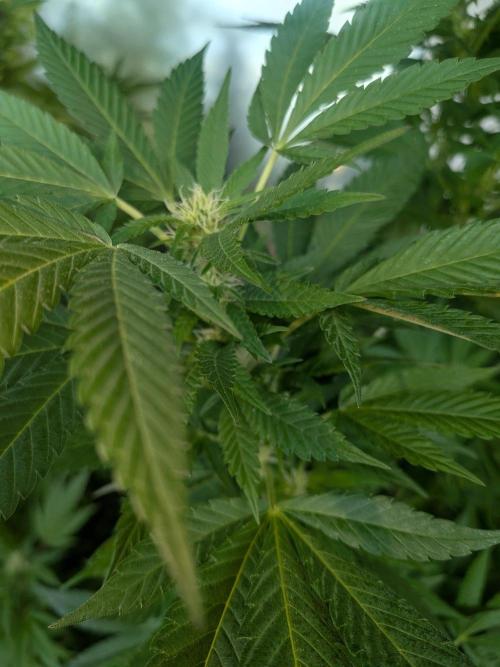 Khalifa Kush | outdoor 2026. Week 28
