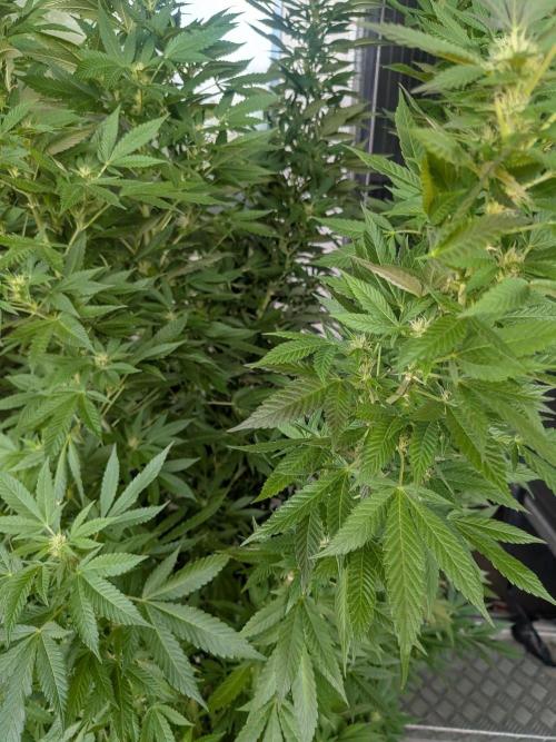 Khalifa Kush | outdoor 2026. Week 28
