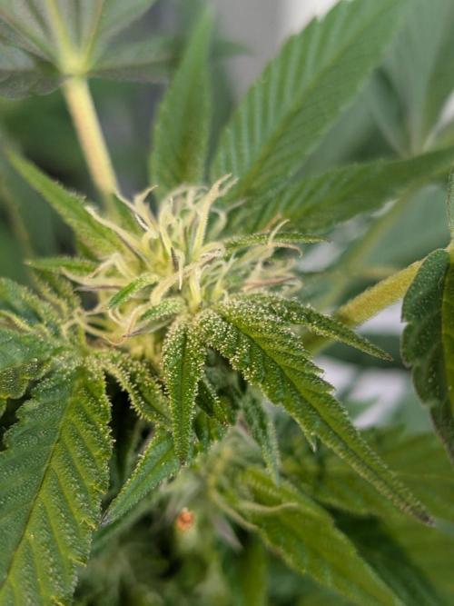 Khalifa Kush | outdoor 2026. Week 28