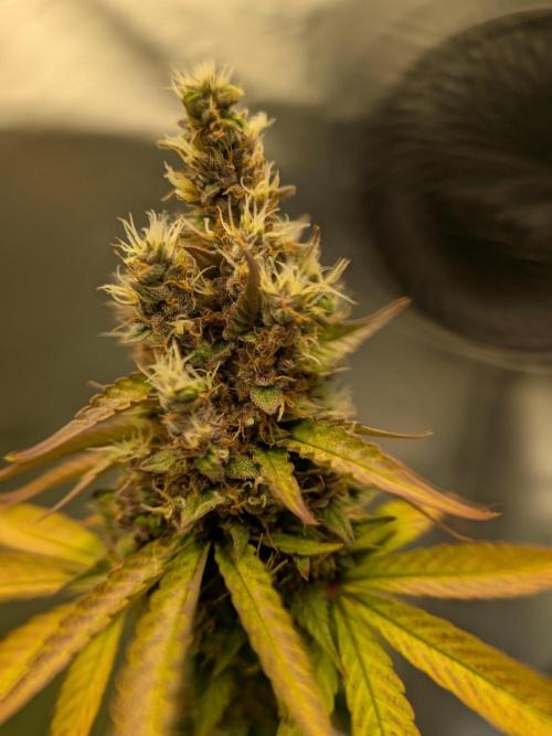 Dark Lemonade 🍋 Auto. Week 11