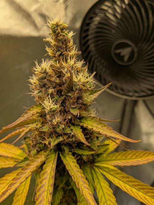 Dark Lemonade 🍋 Auto. Week 11