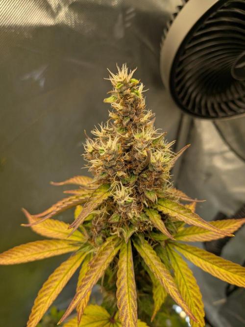 Dark Lemonade 🍋 Auto. Week 11
