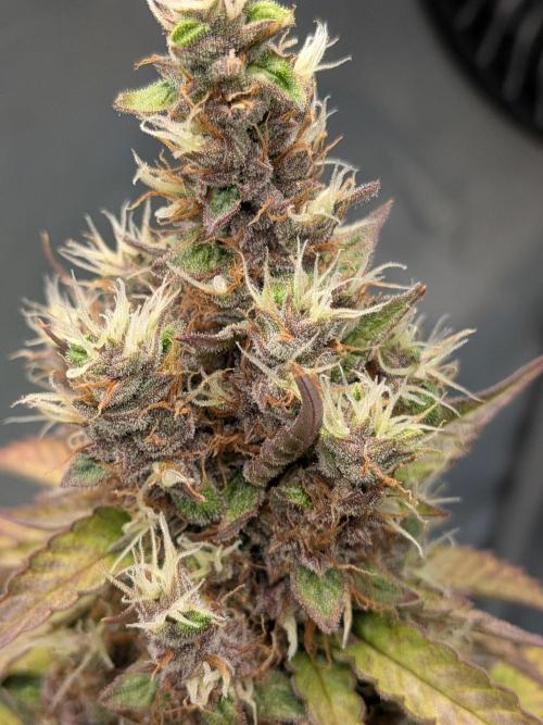 Dark Lemonade 🍋 Auto. Week 11