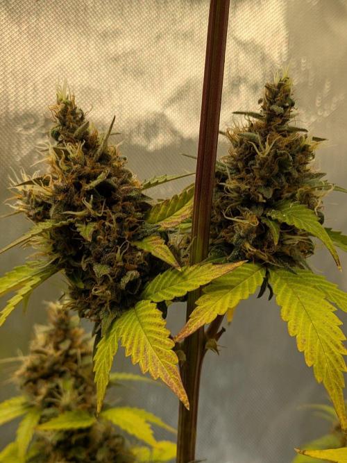Dark Lemonade 🍋 Auto. Week 11