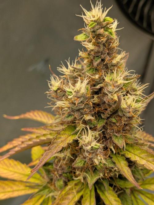Dark Lemonade 🍋 Auto. Week 11