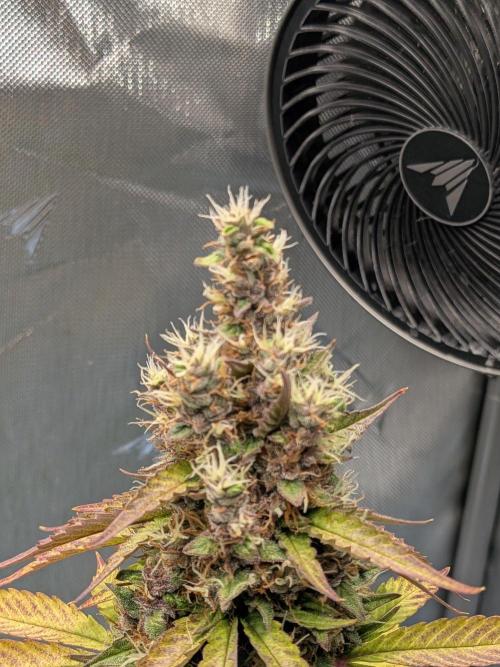 Dark Lemonade 🍋 Auto. Week 11